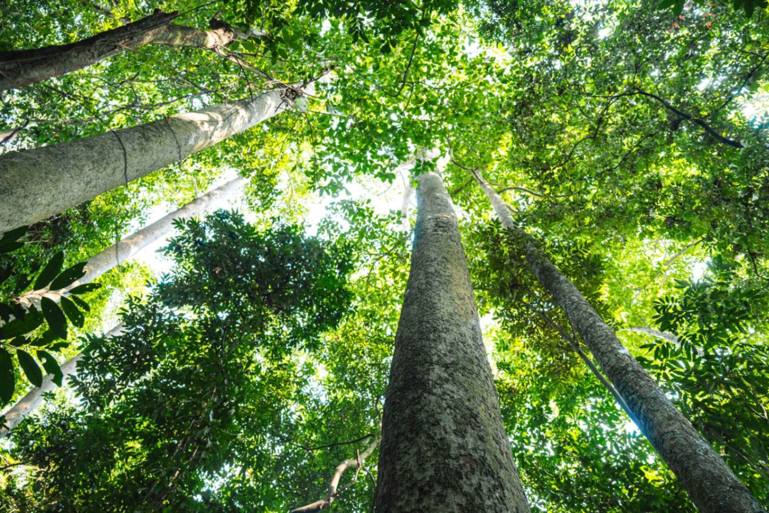 Sustainable forest canopy representing Meridian Packaging's commitment to eco-friendly recyclable compostable food packaging